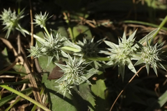 Eryngium armatum
