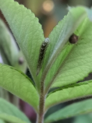 Eupeodes