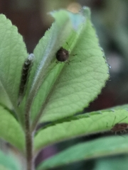 Eupeodes