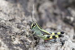 Heteracris attenuata