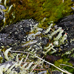Cladonia transcendens