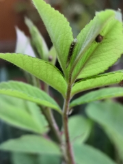 Eupeodes