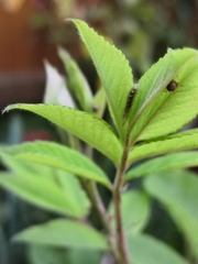 Eupeodes