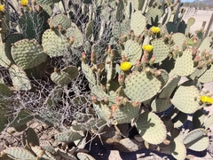 Opuntia rufida