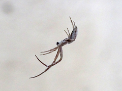 Uloborus walckenaerius