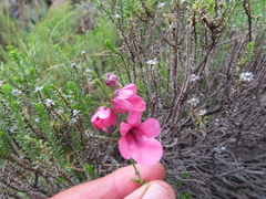 Diascia integerrima