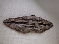 Ecleora solieraria