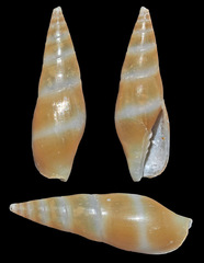 Carinomitra typha