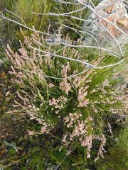 Erica articularis