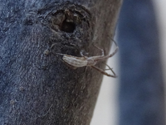 Uloborus walckenaerius