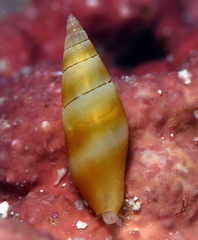 Carinomitra typha