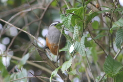 Montecincla fairbanki