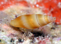 Carinomitra typha