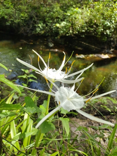 Hymenocallis duvalensis image