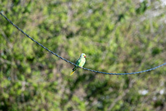 Psittacula krameri