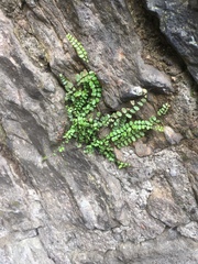 Asplenium trichomanes
