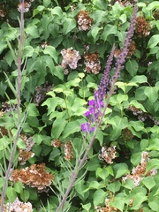 Linaria purpurea