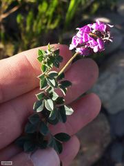 Indigofera mauritanica