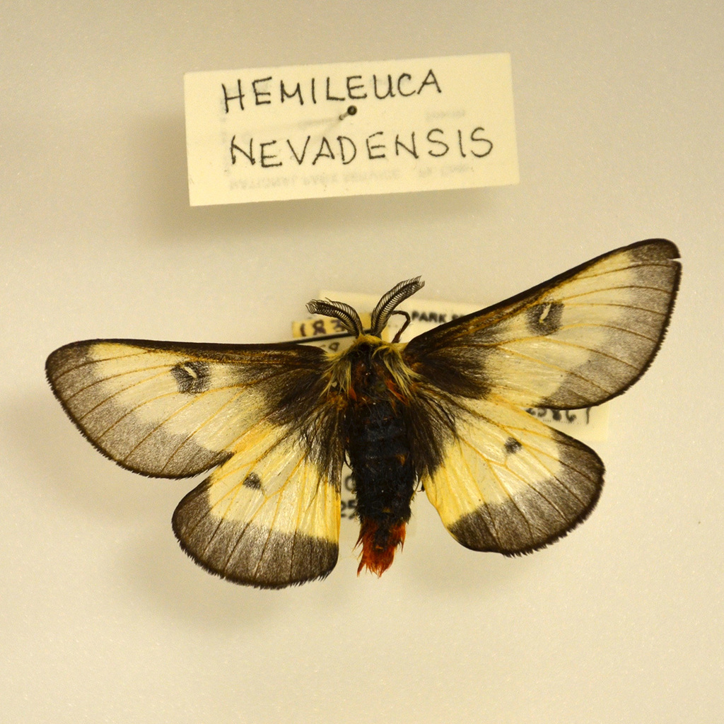 Nevada Buck Moth