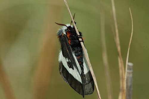 Nevada Buck Moth photo 2