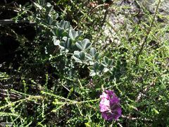 Indigofera mauritanica