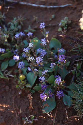 Image of Manulea fragrans by (c) Tony Rebelo, some rights reserved (CC BY-SA)