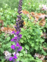 Bombus
