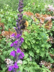 Bombus