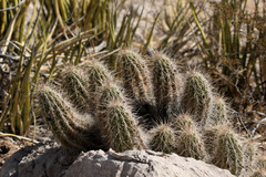 Echinocereus