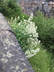 Centranthus ruber