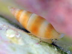 Carinomitra typha