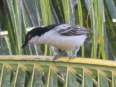 Dryoscopus gambensis