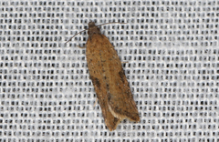 Constrictana constrictana