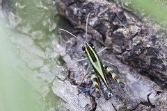 Heteracris attenuata