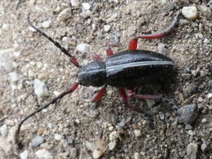 Dorcadion pedestre
