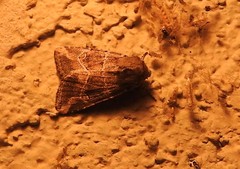 Anhimella pacifica