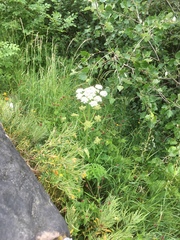 Heracleum sphondylium