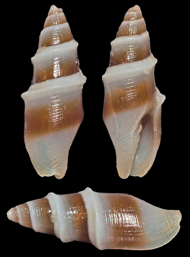 Carinomitra peculiaris