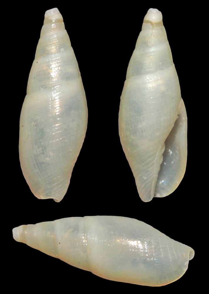Carinomitra saltata