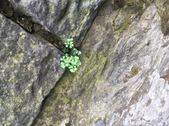 Asplenium ruta-muraria