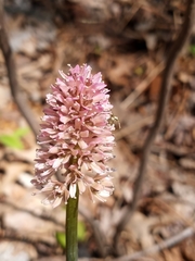 Helonias bullata