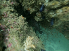Pareques fuscovittatus