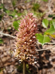 Helonias bullata