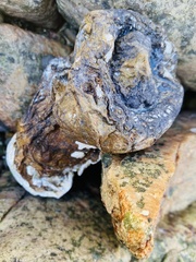 Pyura stolonifera