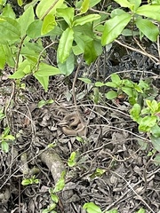 Agkistrodon piscivorus