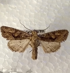 Dryobotodes tenebrosa