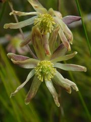 Knowltonia anemonoides