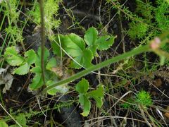 Knowltonia anemonoides