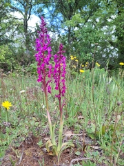 Orchis × penzigiana