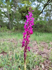 Orchis × penzigiana